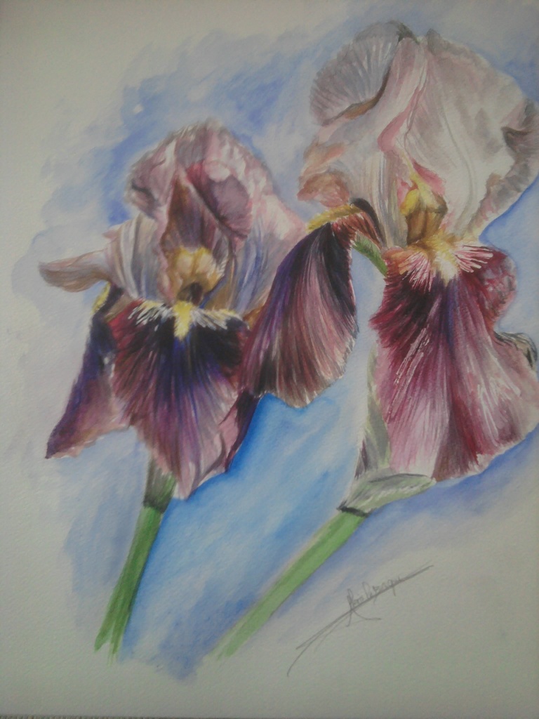 iris pourpre